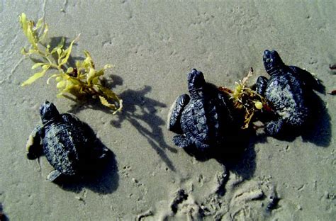 Kemp's Ridley Sea Turtle - Endangered Species Coalition