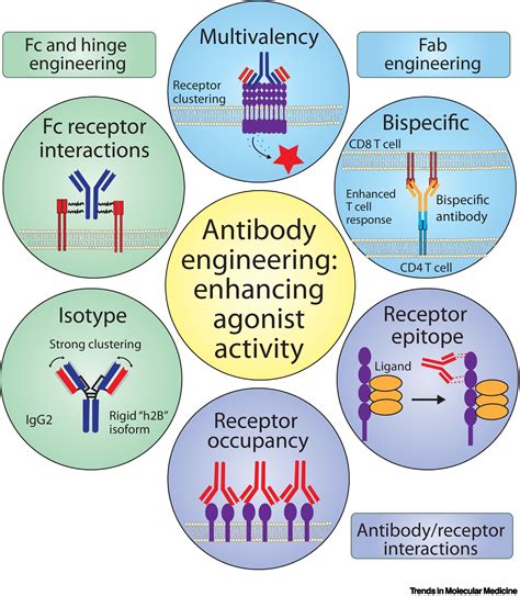 What Does Anti K Antibody Mean at Michael Ansley blog