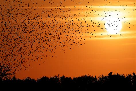 Sunset Birds Flying Silhouette Free Stock Photo - Public Domain Pictures