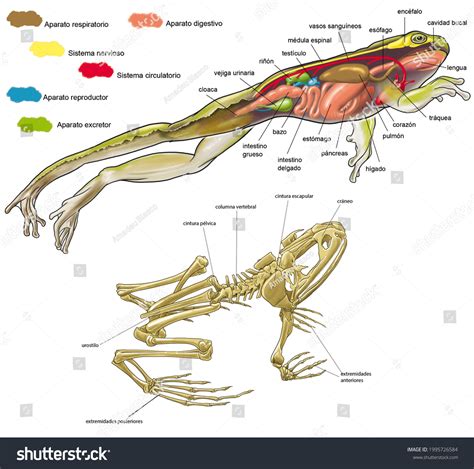 8 Morfologia Sapos Images, Stock Photos, 3D objects, & Vectors ...