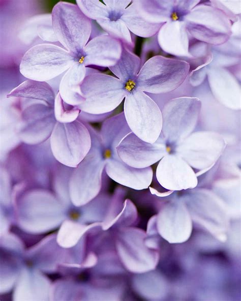 √ Light Purple Flower Background