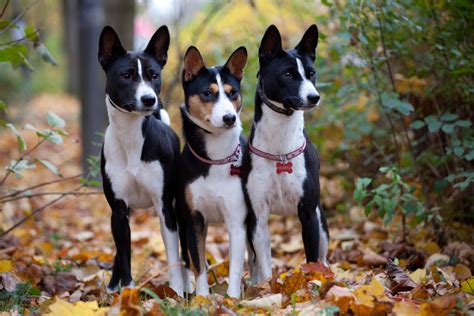 Basenji - Puppies, Rescue, Pictures, Information, Temperament, Characteristics | Animals Breeds