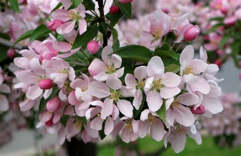 pink flowers blooming on the branches of trees