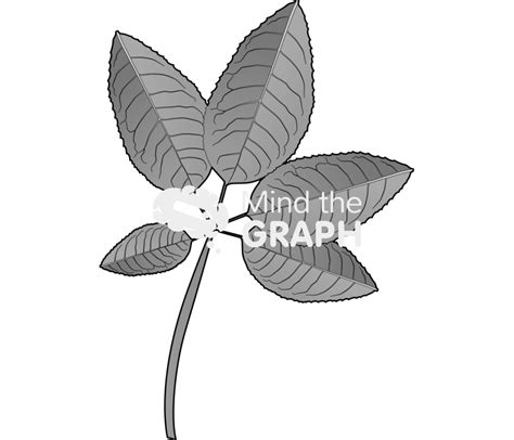 Compound leaf 1 - Mind the Graph