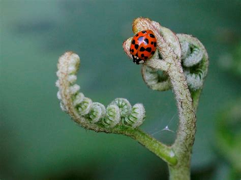 Invasive species on the rise globally