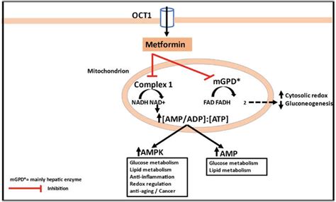 Mechanisms of Action of Metformin | IntechOpen