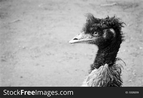 Angry Ostrich - Free Stock Images & Photos - 5328209 | StockFreeImages.com