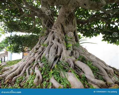 Banyan bonsai stock photo. Image of bonsai, basin, fortyyearold - 139492604