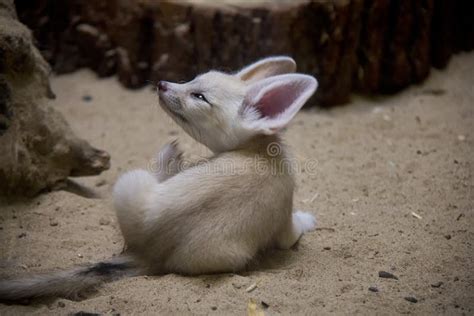 Fennec baby in the zoo. stock photo. Image of sand, zerda - 121773976