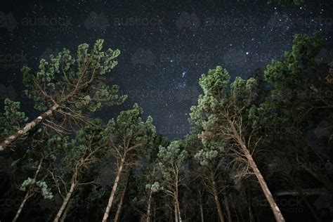 Image of Looking up at starry night sky with trees in foreground - Austockphoto