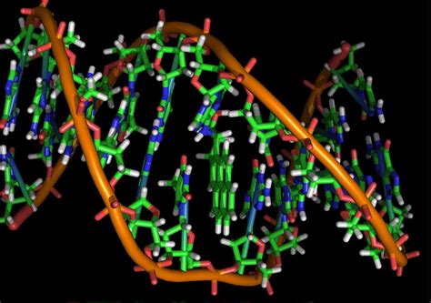 Most of the harmful mutations in people arose in the past 5,000 to ...