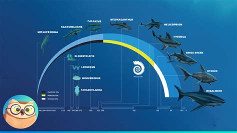 The Evolution of Sharks - YouTube