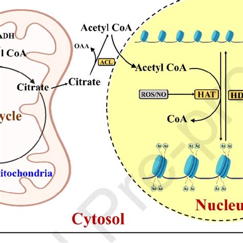 (PDF) Redox status of the plant cell determines epigenetic ...