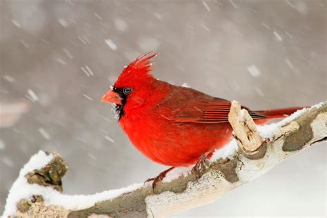 15 of the Snowiest Bird Photos Ever! - Birds and Blooms