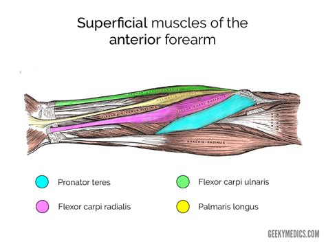 Muscles of the Anterior Forearm | Anatomy | Geeky Medics