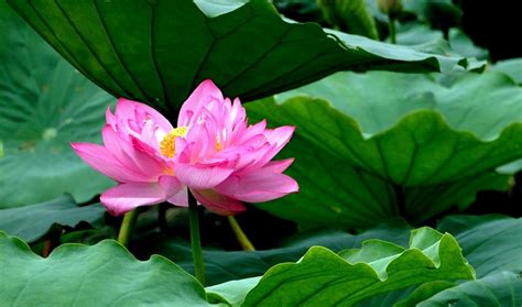 Lotus – Vietnam’s national flower, a symbol of divine beauty | Vietnam ...