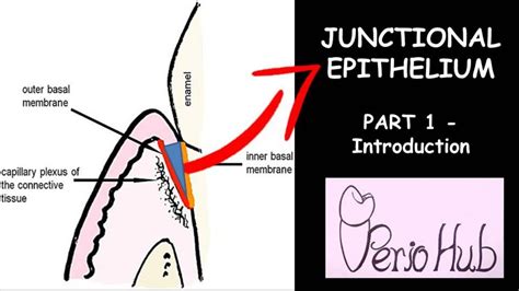 JUNCTIONAL EPITHELIUM - THE INTRODUCTION - YouTube