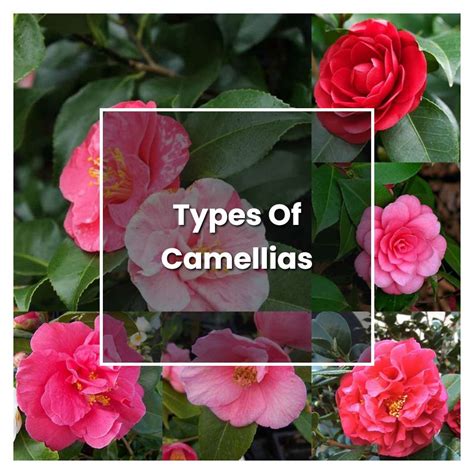 How to Grow Types Of Camellias - Plant Care & Tips | NorwichGardener