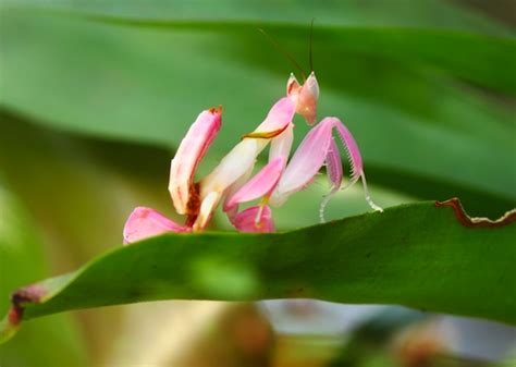 The Orchid Mantis, a Beautiful but Deadly Master of Disguise - Kids Discover