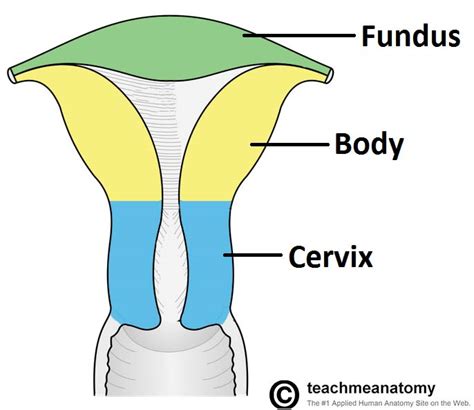 The Uterus - Structure - Location - Vasculature - TeachMeAnatomy