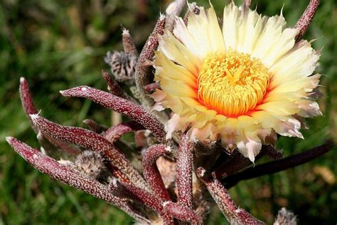 Astrophytum caput-medusae: Characteristics and Care | Succulent Alley