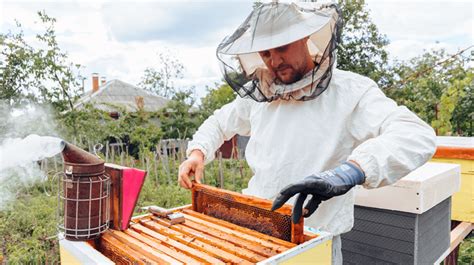 How to Start a Bee Farm