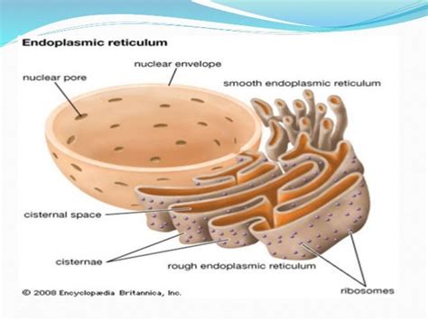 [ The Endoplasmic Reticulum Plays An ] - Best Free Home Design Idea ...