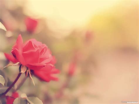 Vintage Rose Flower Background for Powerpoint