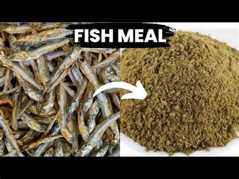 How to make fish meal cheaply at home for poultry #tipsonrearingpoultry ...