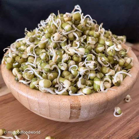 Find a recipe for How To Grow Thick Mung Bean Sprouts on Trivet Recipes: A recipe sharing site ...