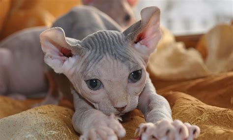 The Top Hairless Cat Breeds | BeChewy