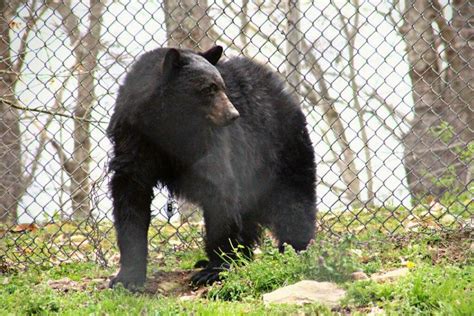 Creature Feature: Black bears at the West Virginia Wildlife Center