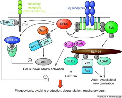 Src and Syk kinases: key regulators of phagocytic cell activation ...