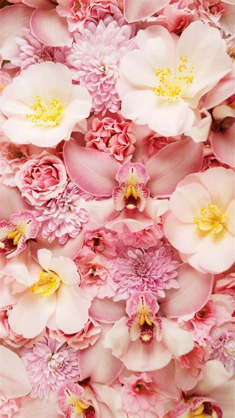 Download A Bunch Of Pink Flowers Wallpaper | Wallpapers.com