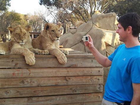 Depuis Johannesburg : demi-journée d'excursion au Lion Park | GetYourGuide