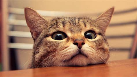 Funny Cat Desktop Wallpaper (66+ images)