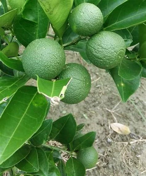 Malta Lemon Live Plant (Citrus Limon) – veliyathgardens