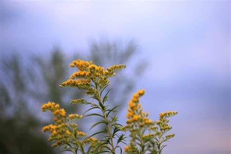 Kansas Wildflowers in Bloom by Season: Spring, Summer & Fall