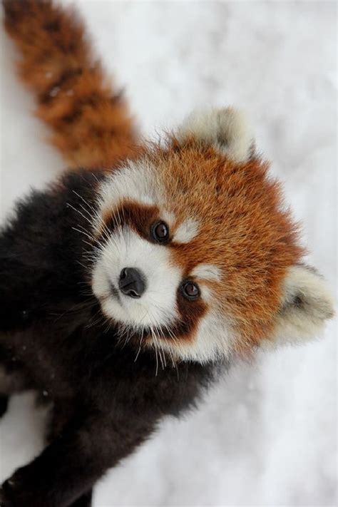 El panda rojo o panda menor (Ailurus fulgens) La clasificación ...