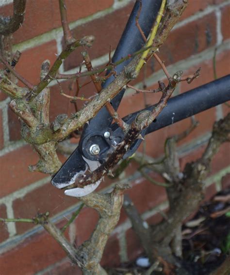 Rose pruning mistakes: how to avoid the top seven pitfalls | Homes ...