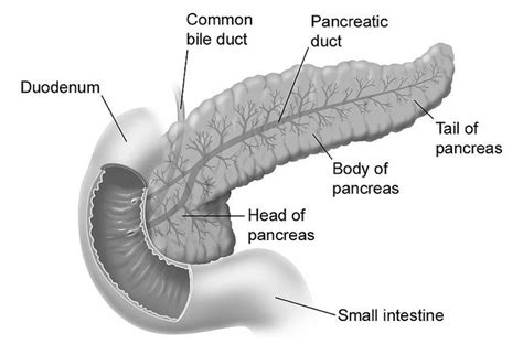 An Ode to the Pancreas - Adam McLane