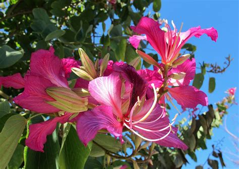 Hong Kong Orchid Tree Pros And Cons: Epic Revelation!