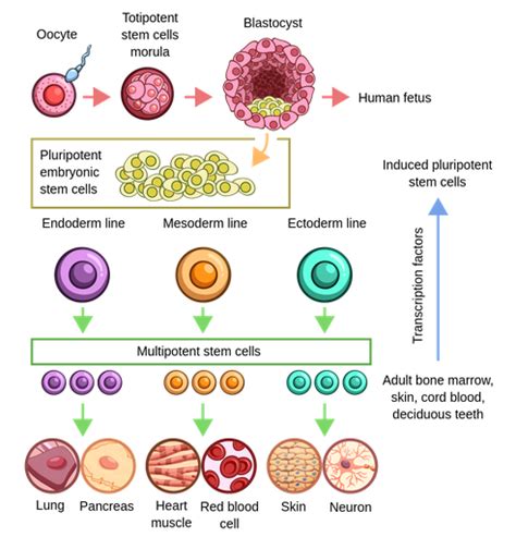 BIOLOGÍA en "tono menor"...: "Madre-célula"