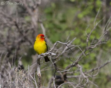 Male Western Tanager – Feathered Photography