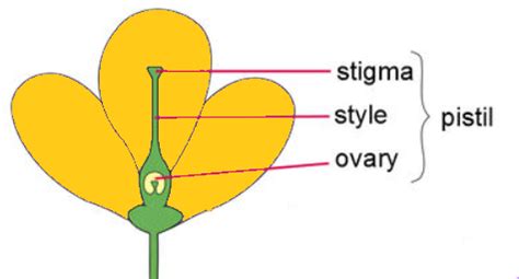 Name the various parts of the pistil.