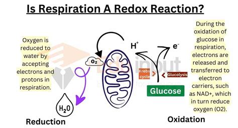 Is Respiration A Redox Reaction?