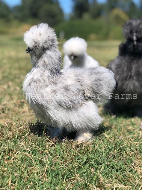 Silkie Chicks For Sale | Feather Lover Farms