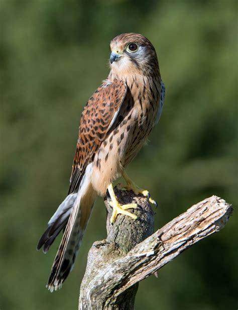 Falcon Facts, Types, Classification, Habitat, Diet, Adaptations