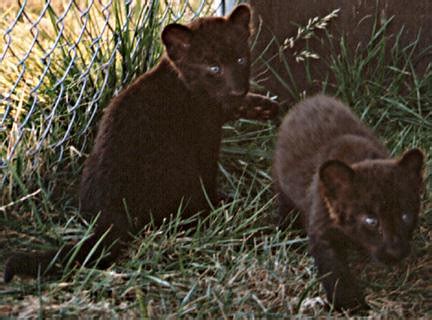 Black Panther Cubs | Flickr - Photo Sharing!