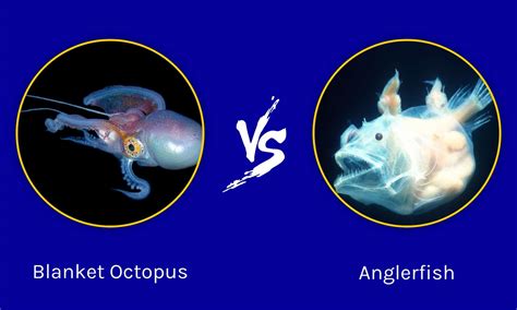 Blanket Octopus vs Anglerfish: What’s the difference?